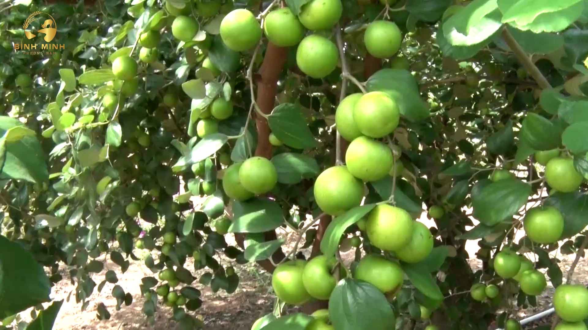 鹅贡苹果园